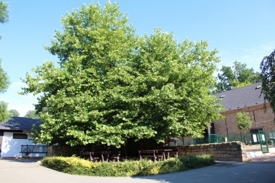 Žampach Arboretum - léto 2018 (3)