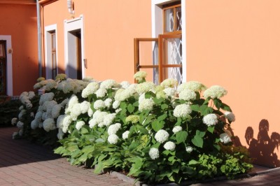 Žampach Arboretum - léto 2018 (69)