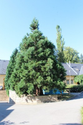 Žampach Arboretum - léto 2018 (6)