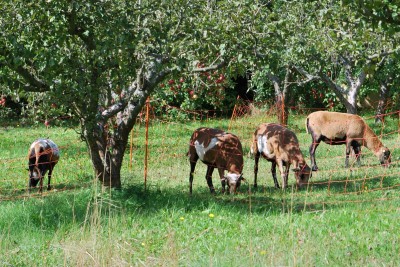Žampach Arboretum - ovce kamerunské na pastvě (ohrada v jabloňovém sadu)