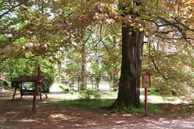 Žampach Arboretum - památný buk u oválu v areálu - jaro 2022