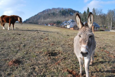Žampach arboretum - Equus asinus, Equus caballus - osel domácí, kůň