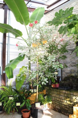 Žampach arboretum - botanický skleník - léto 2017