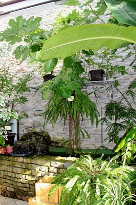 Žampach arboretum - botanický skleník - léto 2017 (2)