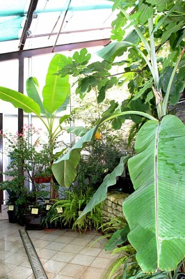 Žampach arboretum - botanický skleník - léto 2017 (4)