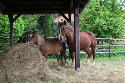 Žampach arboretum - vnitřní areál - jaro (19)