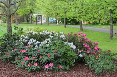 Žampach arboretum - vnitřní areál - jaro (29)