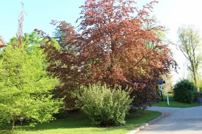 Žampach arboretum - vnitřní areál - jaro (2)