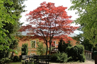 Žampach arboretum - vnitřní areál - jaro (38)