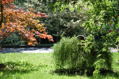 Žampach arboretum - vnitřní areál - léto (8)