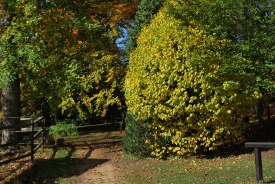 Žampach arboretum - vnitřní areál - podzim (6)