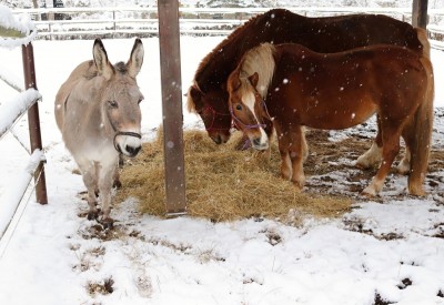 Žampach Arboretum - čtyřnozí kamarádi - zima 2021