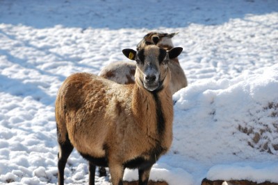 Žampach Arboretum - vnitřní areál - zookoutek - ovce kamerunské (3)