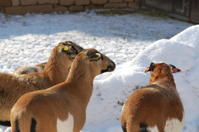 Žampach Arboretum - vnitřní areál - zookoutek - ovce kamerunské (4)