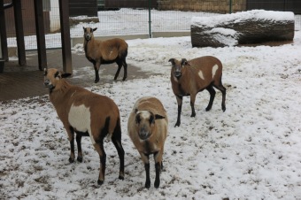 2018 Příchod zimy (12.12.)