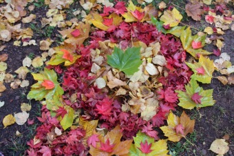 2019 Den stromů v Arboretu Žampach (22.10.)