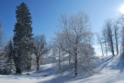 Žampach Arboretum - zima 2019 (38)