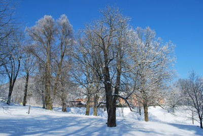 Žampach Arboretum - zima 2019 (43)