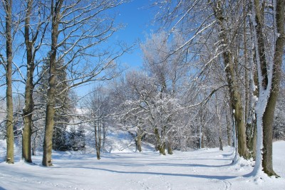 Žampach Arboretum - zima 2019 (54)