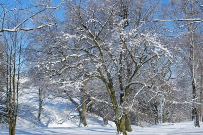Žampach Arboretum - zima 2019 (56)