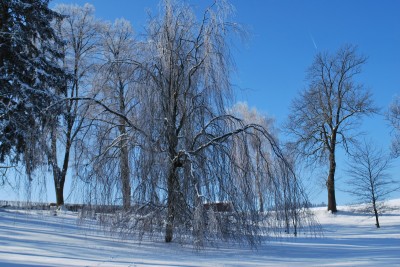 Žampach Arboretum - zima 2019 (59)