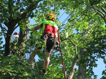 2019 Ošetření starého javoru u křižovatky (29.6.)