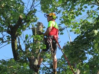 2019 Ošetření starého javoru u křižovatky (29.6.)