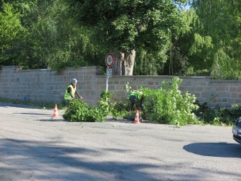 2019 Ošetření starého javoru u křižovatky (29.6.)