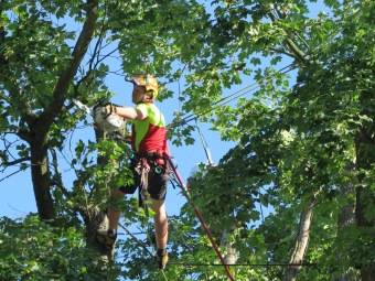 2019 Ošetření starého javoru u křižovatky (29.6.)