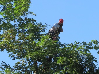 2019 Ošetření starého javoru u křižovatky (29.6.)