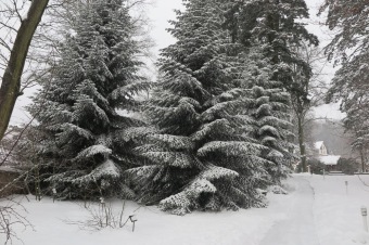 Zima 2019 - sněhová nadílka (8.1.)