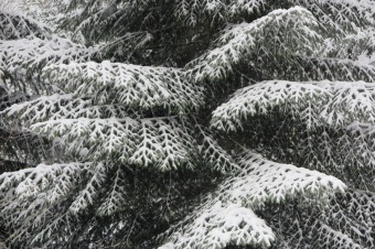 Zima 2019 - sněhová nadílka (8.1.)