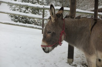 Zima 2019 - sněhová nadílka (8.1.)