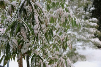 Zima 2019 - sněhová nadílka (8.1.)
