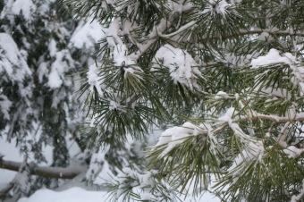 Zima 2019 - sněhová nadílka (8.1.)