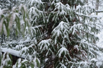 Zima 2019 - sněhová nadílka (8.1.)