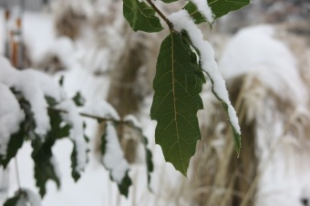 Zima 2019 - sněhová nadílka (8.1.)