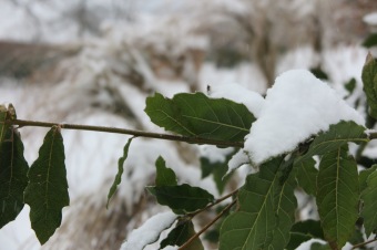 Zima 2019 - sněhová nadílka (8.1.)