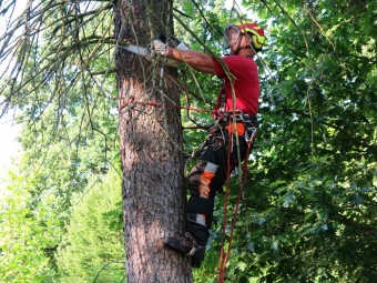 Smrk pichlavý podlehl nájezdům lýkožrouta...