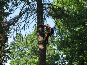 Smrk pichlavý podlehl nájezdům lýkožrouta...