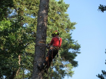 Smrk pichlavý podlehl nájezdům lýkožrouta...