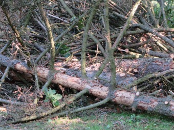 Smrk pichlavý podlehl nájezdům lýkožrouta...