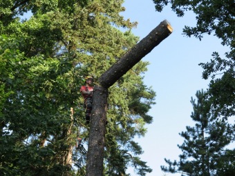 Smrk pichlavý podlehl nájezdům lýkožrouta...