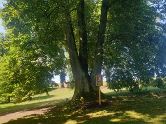 2023 Památné stromy Arboreta Žampach