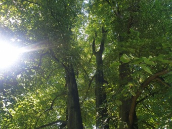2023 Památné stromy Arboreta Žampach