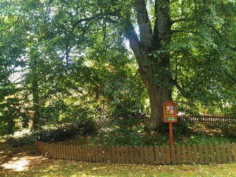 2023 Památné stromy Arboreta Žampach