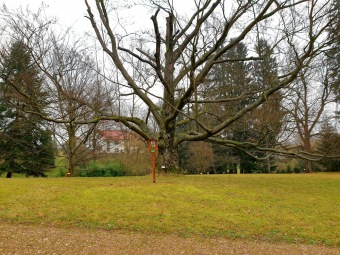 2020 Vyhlášené památné stromy Arboreta Žampach byly označeny