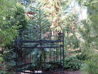 Wolemie a blahočet se stěhují na venkovní stanoviště - 17.4. 2020