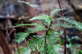 2020 - firefighting - Wollemia - This is incredible work from the NSW National Parks and Wildlife Service (NPWS) firefighters and the NSW Rural Fire Service.