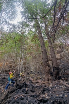 2020 - firefighting - Wollemia - This is incredible work from the NSW National Parks and Wildlife Service (NPWS) firefighters and the NSW Rural Fire Service.